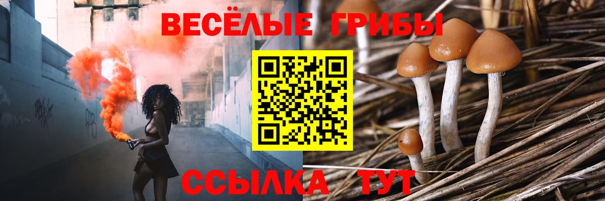 Галлюциногенные грибы GOLDEN TEACHER  Псилоцибиновые грибы Psilocybine cubensis  Вход с VPN  Ржев 
